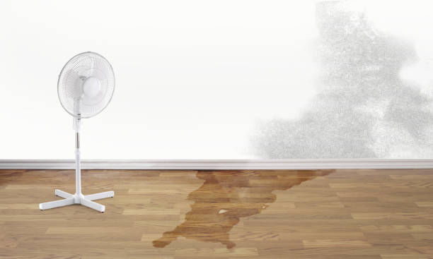 Best Carpet water damage restoration  in Prudenville, MI